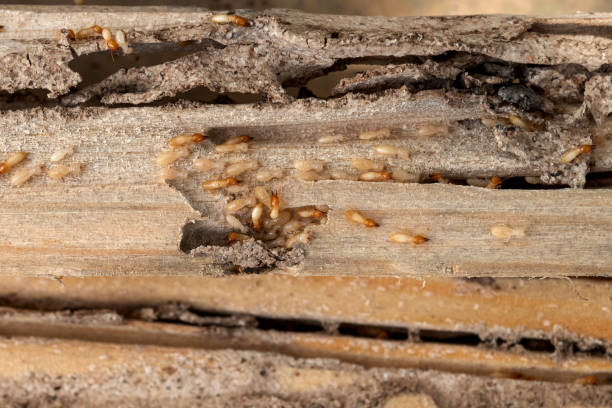 Best Local Pest Control Services  in Moreland Hills, OH